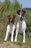 FOX TERRIER POIL LISSE 176